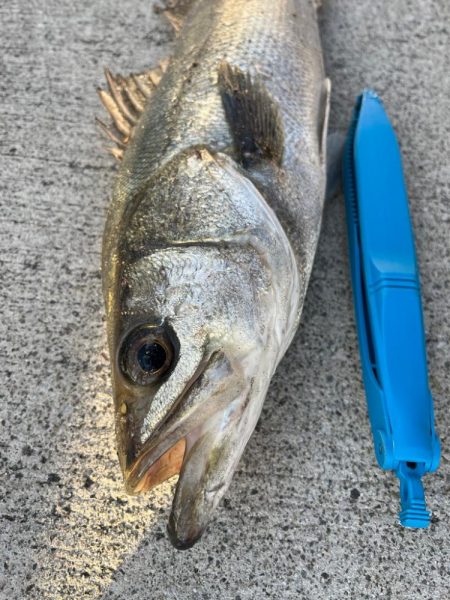 久しぶりのセイゴ！チヌも好調です