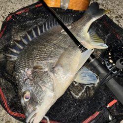 ヘチってきました