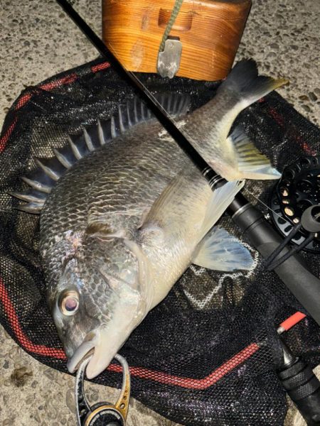 ヘチってきました