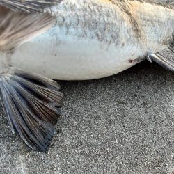 おチヌさんノッコミ中