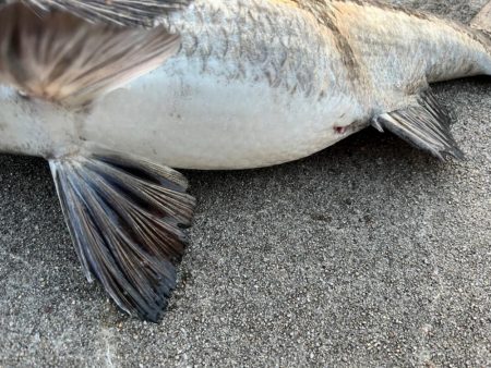 おチヌさんノッコミ中