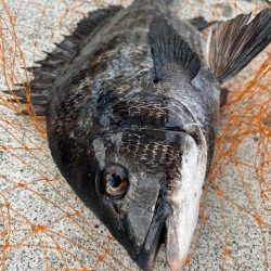 エビ撒きで久々のハネちゃん