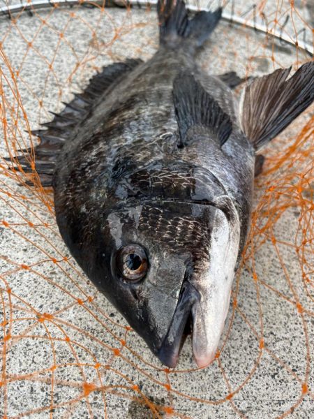 エビ撒きで久々のハネちゃん