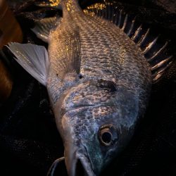 ヘチってきました