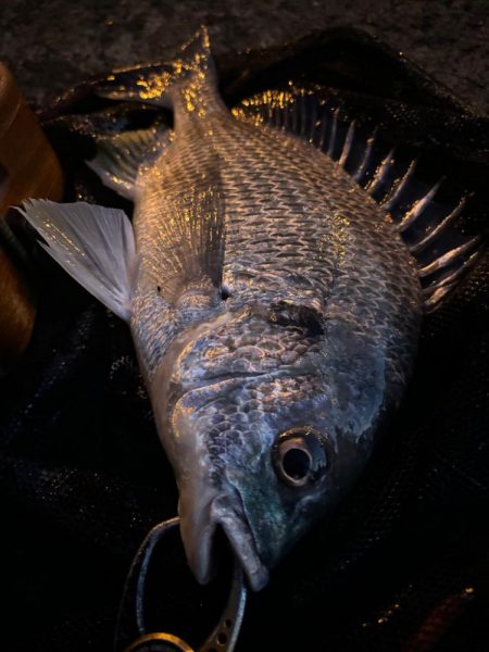 ヘチってきました