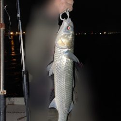 チヌジギ&ボートシーバス