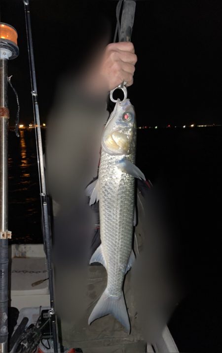 チヌジギ&ボートシーバス