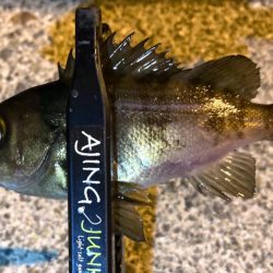 近所でアジ探し！