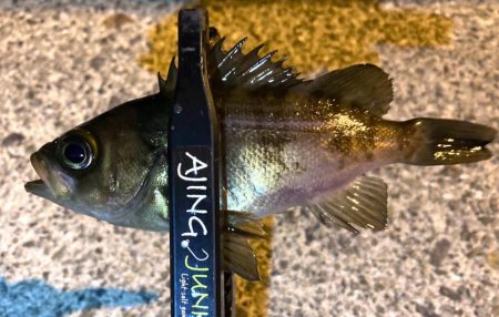 近所でアジ探し！