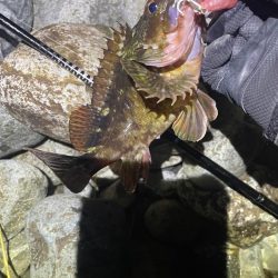 ホタルイカパターン