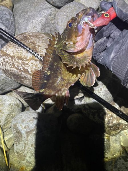 ホタルイカパターン