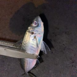 半年ぶりの釣行