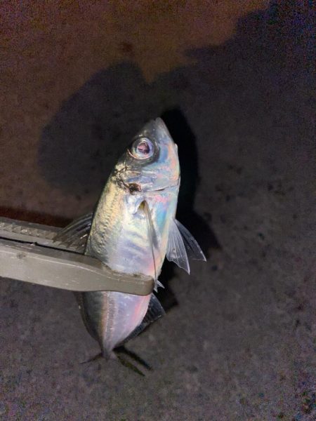 半年ぶりの釣行