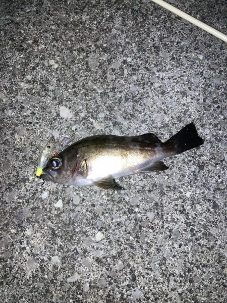 地方メバリング