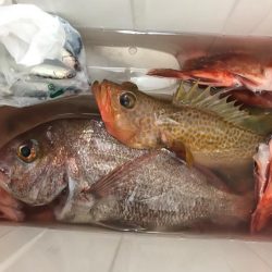 粘ってマダイゲット！一つテンヤ