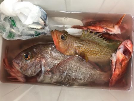 粘ってマダイゲット！一つテンヤ