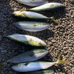 ハマチキャスティング