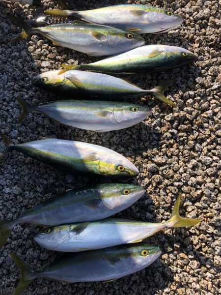 ハマチキャスティング