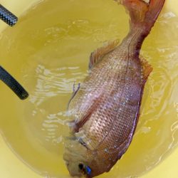 たかみ丸　鯛メバル釣り