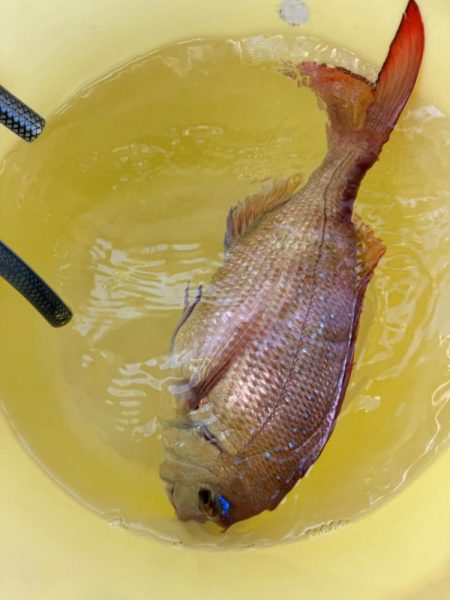 たかみ丸　鯛メバル釣り