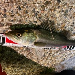 風が強い中の釣行