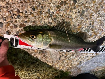 風が強い中の釣行