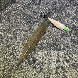 ヤリイカの新規ポイント開拓！渋いなりにボチボチ釣れた！！