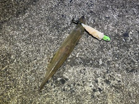 ヤリイカの新規ポイント開拓！渋いなりにボチボチ釣れた！！