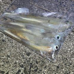 数は少ないけどオスメインで釣った感抜群！