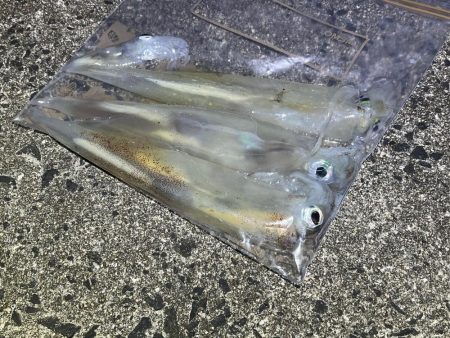 数は少ないけどオスメインで釣った感抜群！