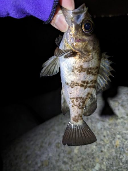 激渋メバリング