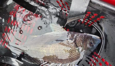 エギング不発でしたが他は良く釣れた