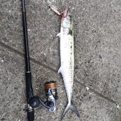 サゴシ記録更新！！