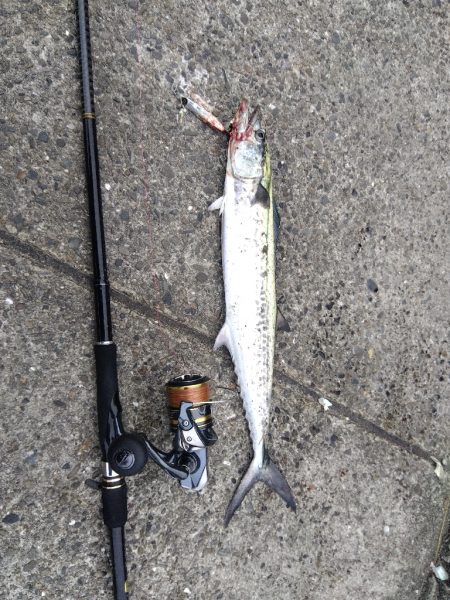 サゴシ記録更新！！