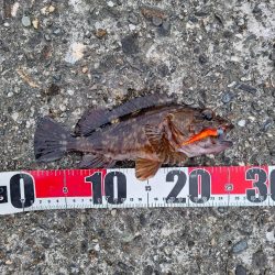 ロックフィッシュ釣り