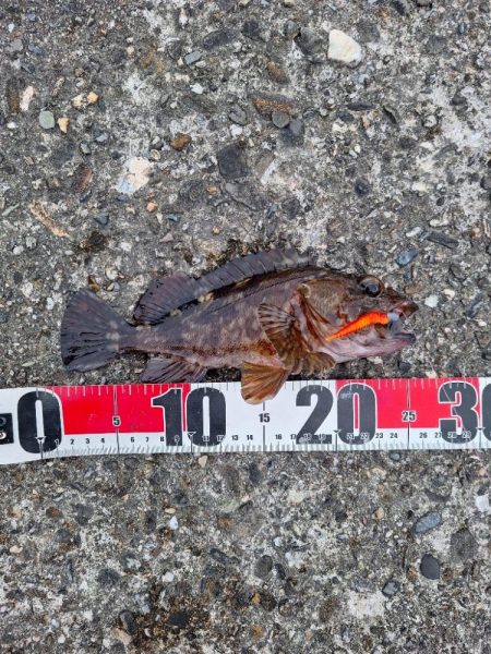 ロックフィッシュ釣り