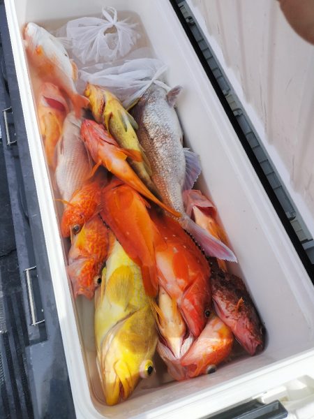 江住湾で胴突仕掛けで