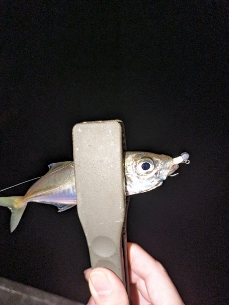 この時期に！？