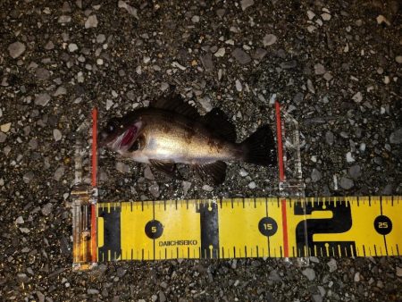 メバリングイベント