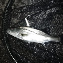 まだ早いかな？