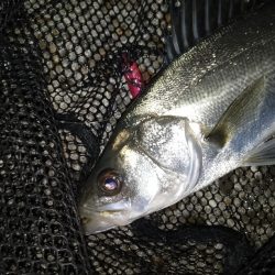 30分の短時間勝負