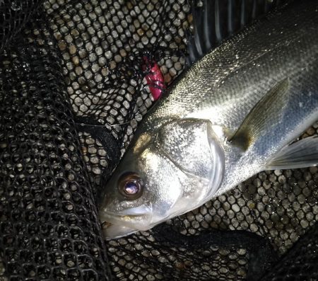 30分の短時間勝負