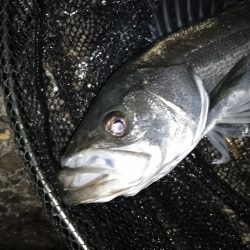 終了間際のライズ