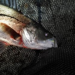 急激な増水直後は？