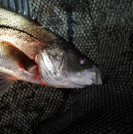 急激な増水直後は？