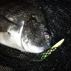 シーバス不在？