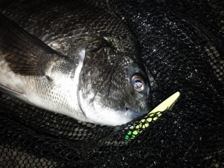 シーバス不在？