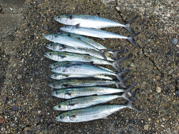 春のサゴシ祭り