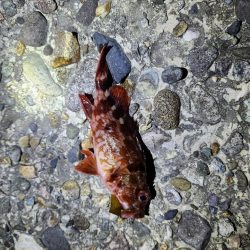 久しぶりの投稿