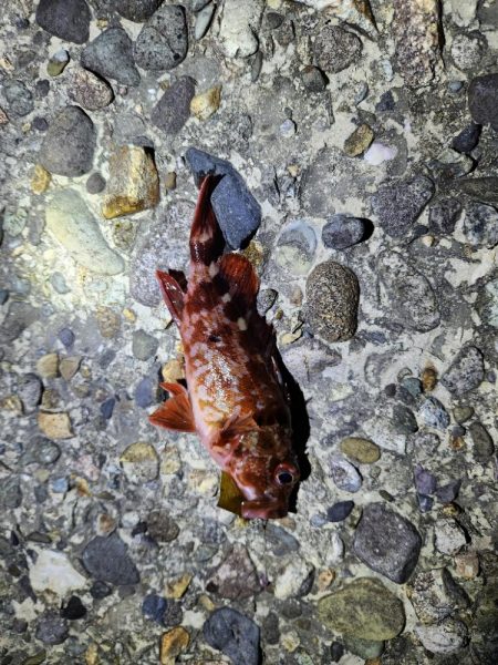 久しぶりの投稿